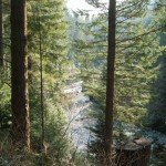 Coed_Brenin_Tarp_42_6201.jpg