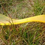<b>Light my Fire Spork Review</b>