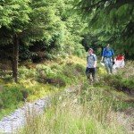 <b>Nercwys Forest and Bryn Alyn</b>
