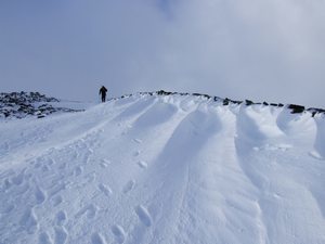 llwydmawr_300_46